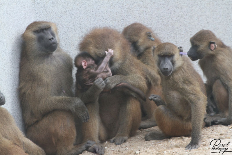 Parc zoologique de Paris