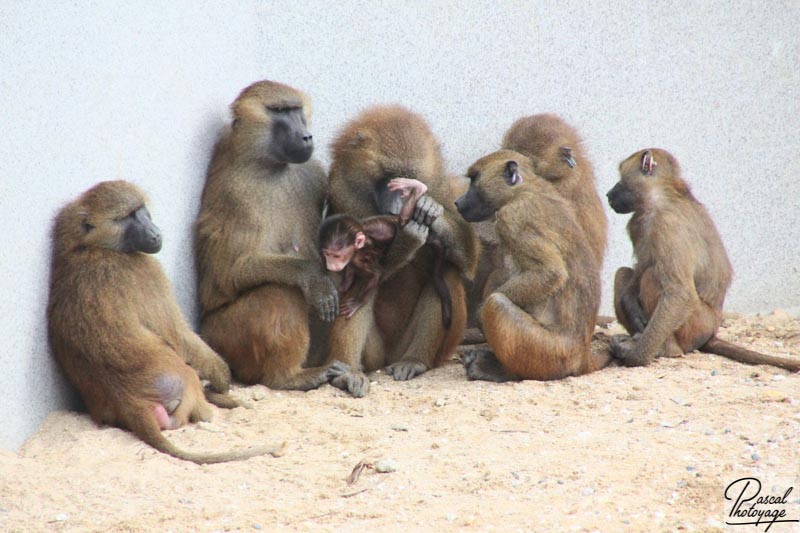 Parc zoologique de Paris