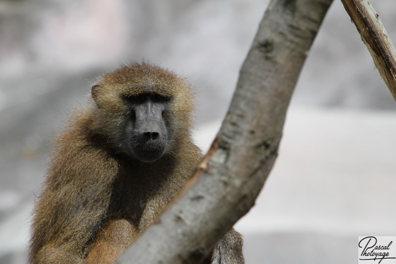 Parc zoologique de Paris