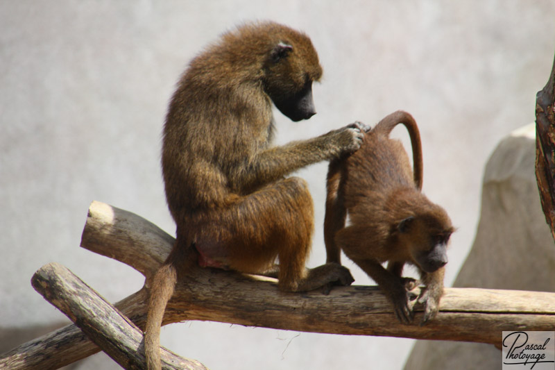 Parc zoologique de Paris