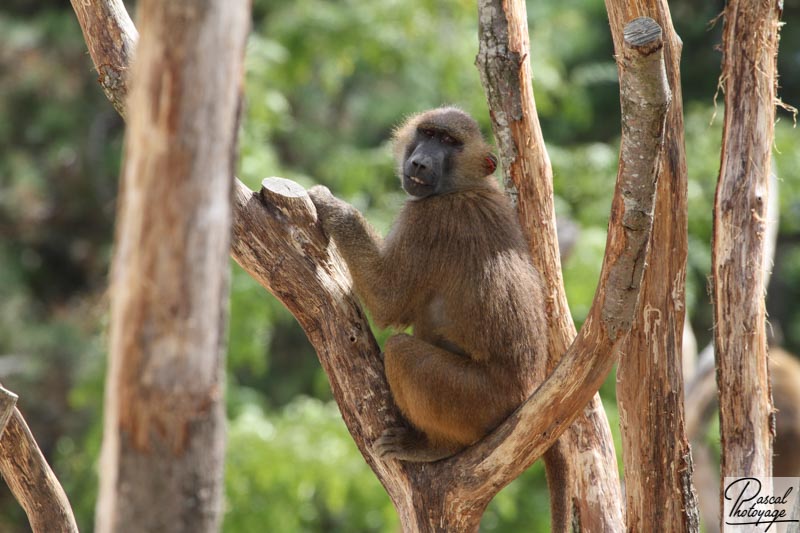 Parc zoologique de Paris