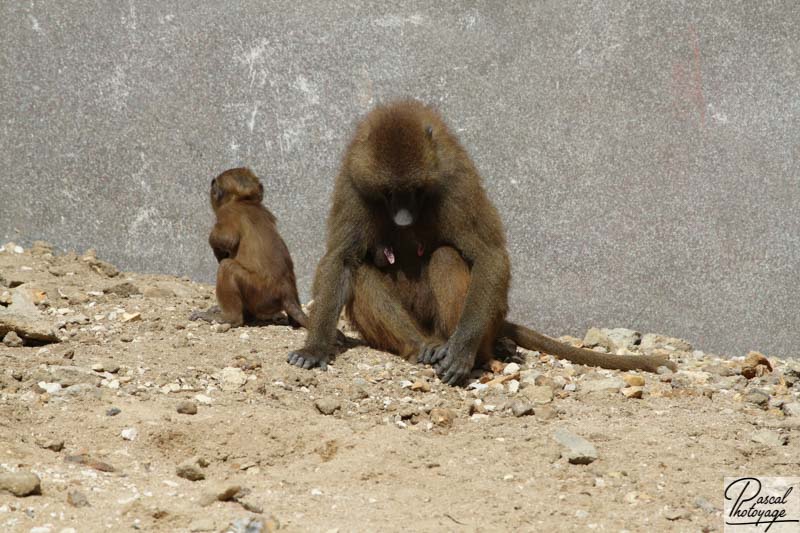 Parc zoologique de Paris