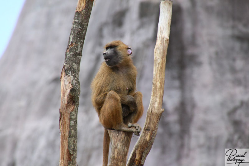 Parc zoologique de Paris