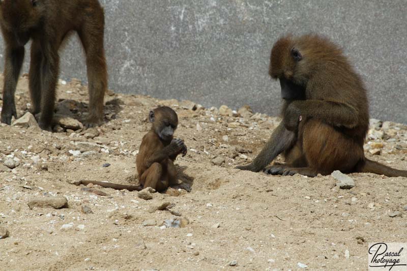 Parc zoologique de Paris