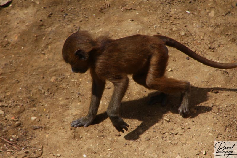 Parc zoologique de Paris