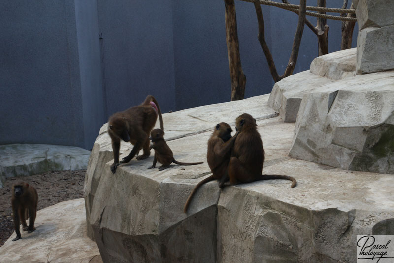 Parc zoologique de Paris