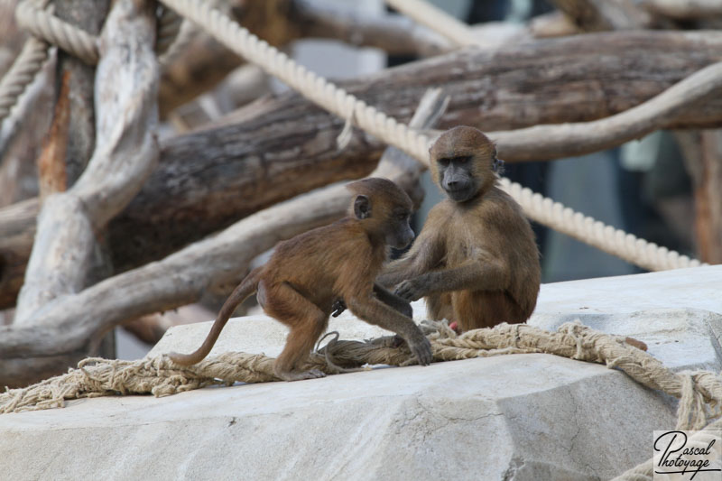 Parc zoologique de Paris