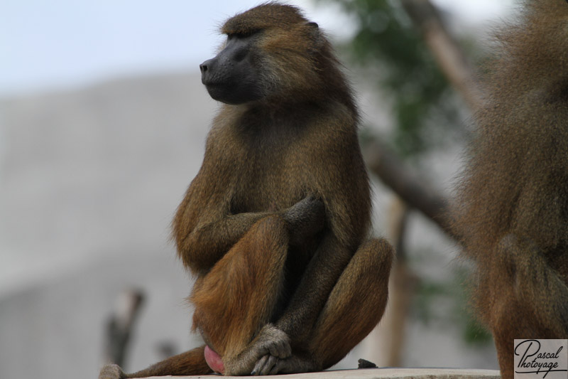 Babouin de Guinée