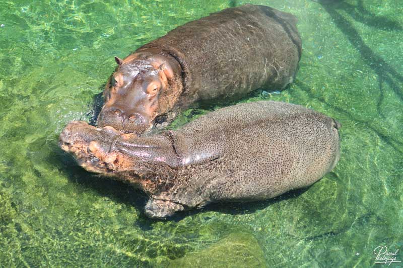 ZooParc de Beauval