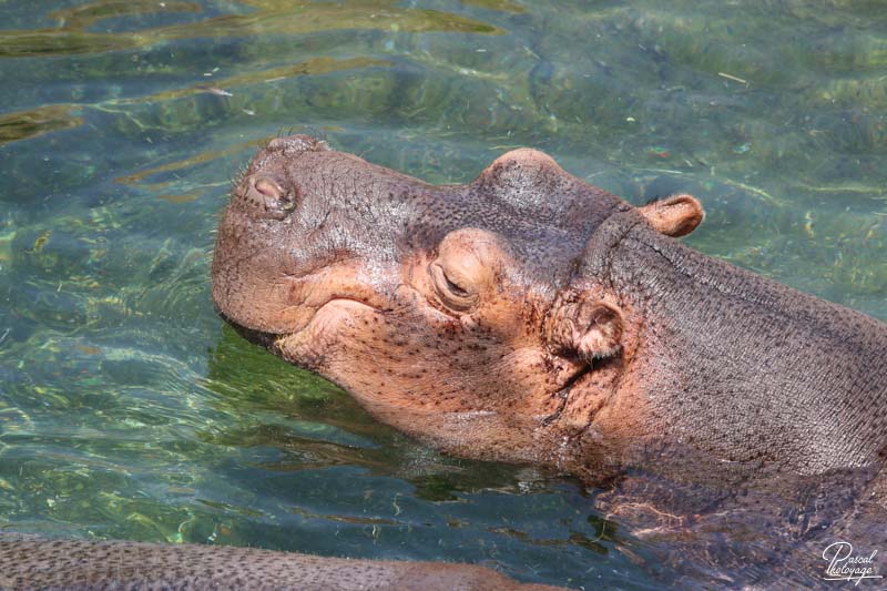 ZooParc de Beauval