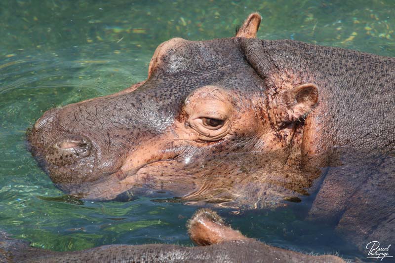 ZooParc de Beauval