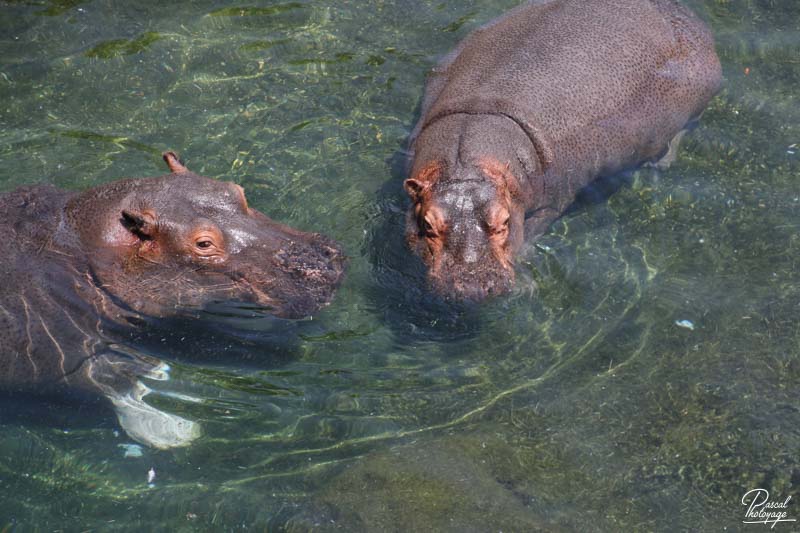 ZooParc de Beauval