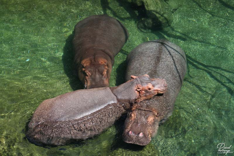 ZooParc de Beauval