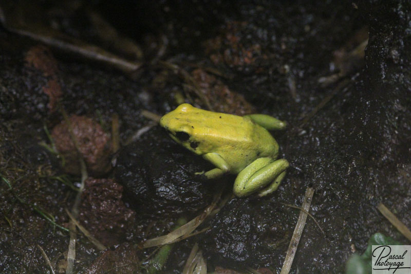 Phyllobates terribilis