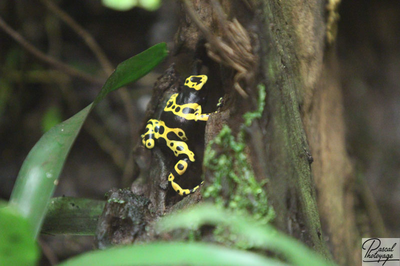 Dendrobates leucomelas