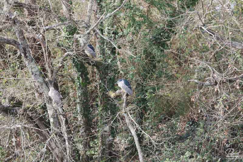 Réserve ornithologique du Teich