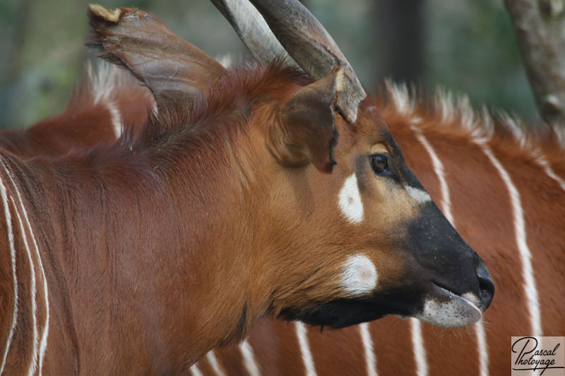 ZooSafari de Thoiry