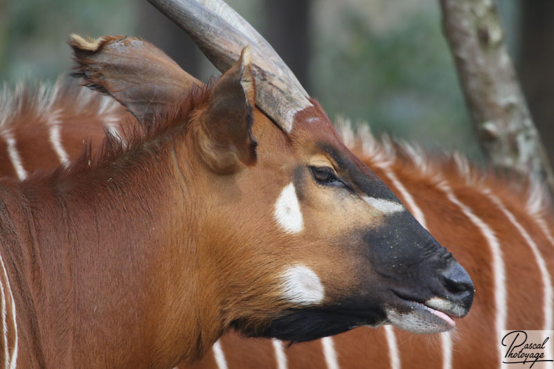 ZooSafari de Thoiry