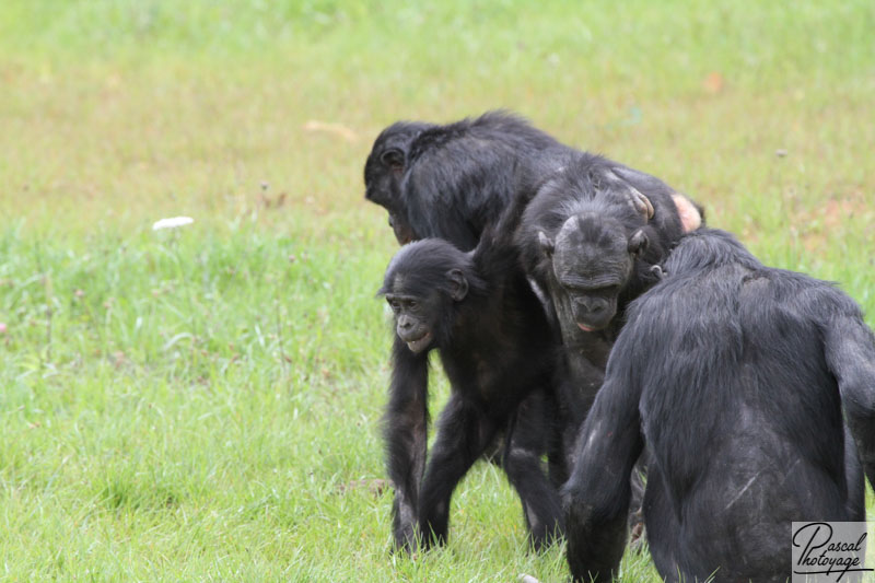 Vallée des singes