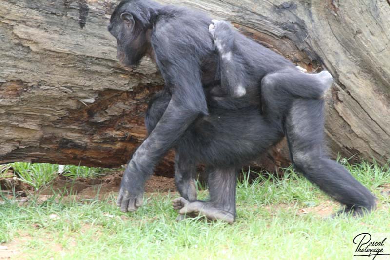 Vallée des singes