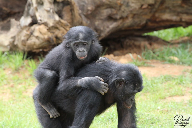 Vallée des singes