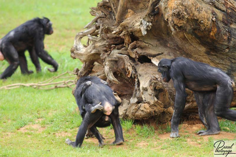 Vallée des singes