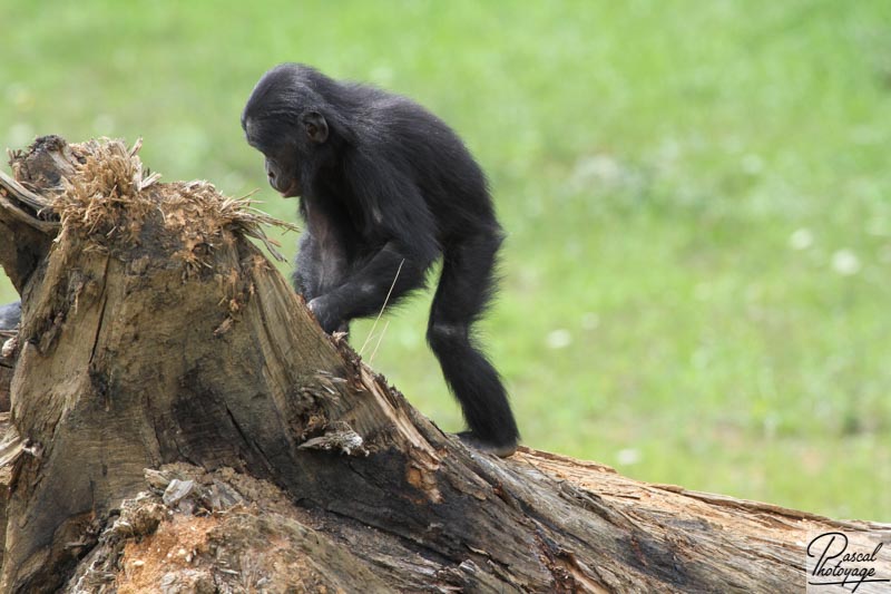 Vallée des singes