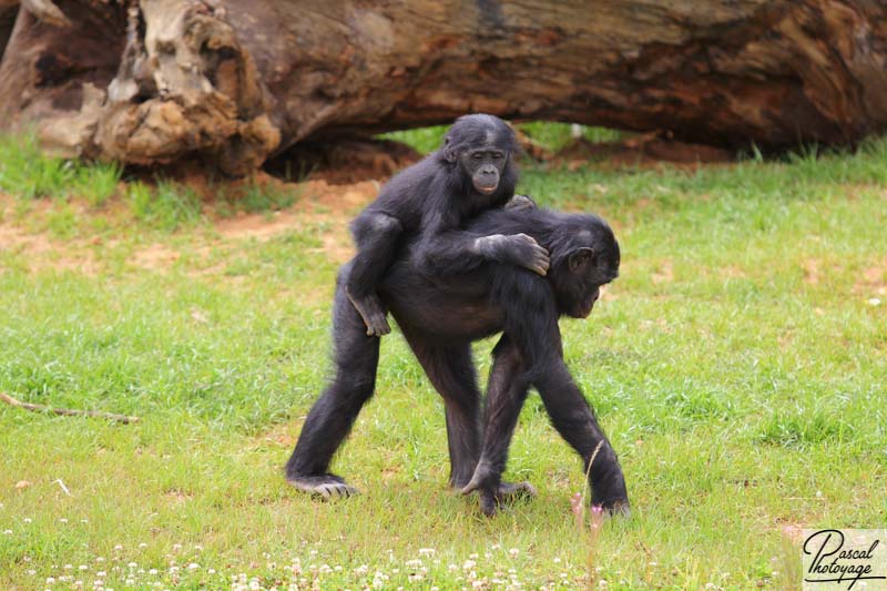 Vallée des singes