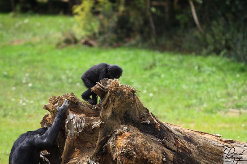 Vallée des singes