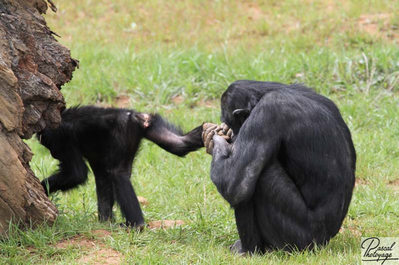 Vallée des singes