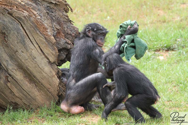 Vallée des singes