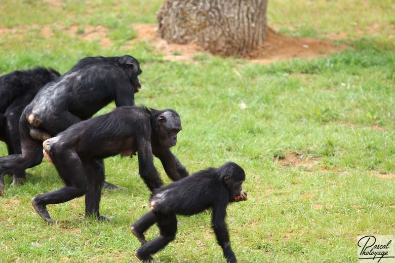 Vallée des singes