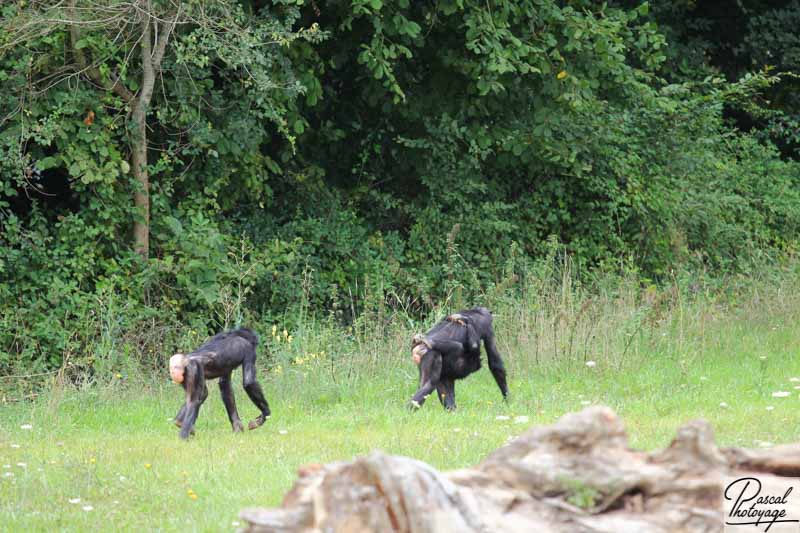 Vallée des singes