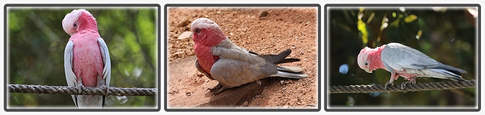 cacatoes_rosalbin_accueil_fiche_animale_03_970x230px.jpg