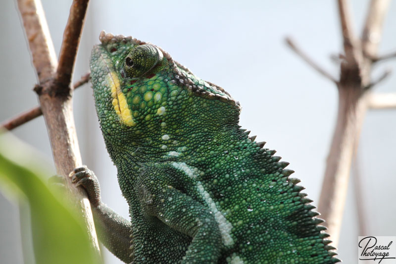 Caméléon panthère