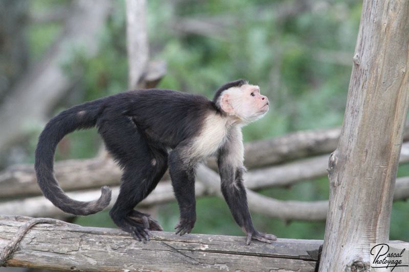 Vallée des singes