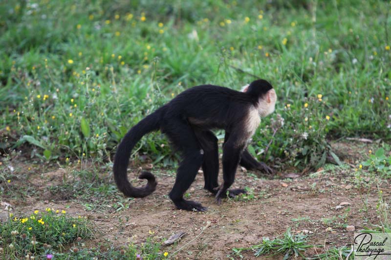 Vallée des singes