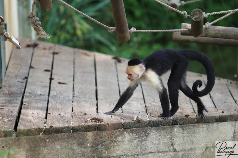 Vallée des singes