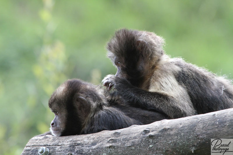 Vallée des singes