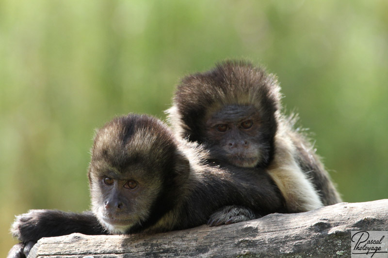 Vallée des singes