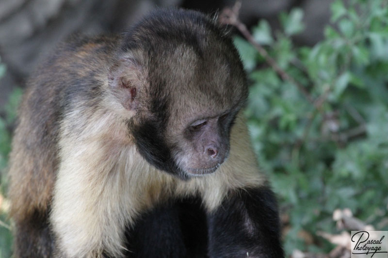 Vallée des singes