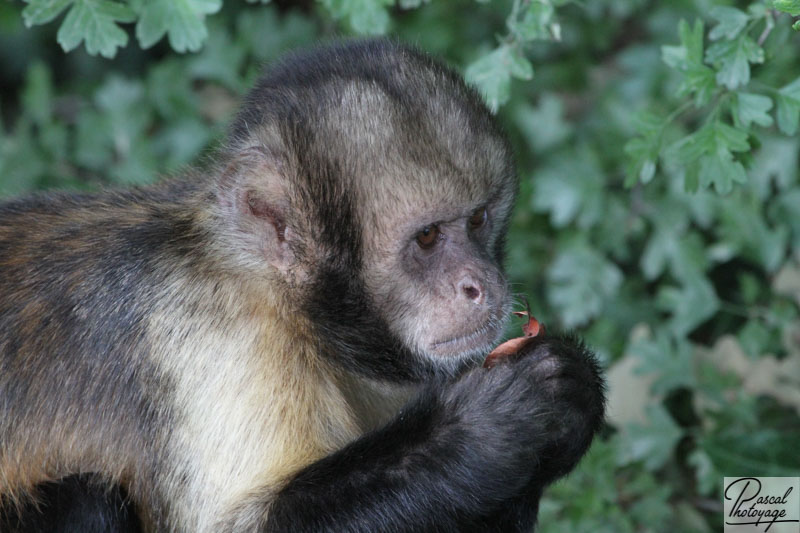 Vallée des singes