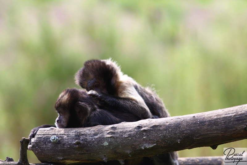 Vallée des singes