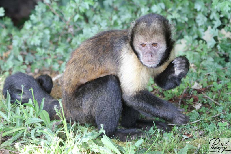 Vallée des singes