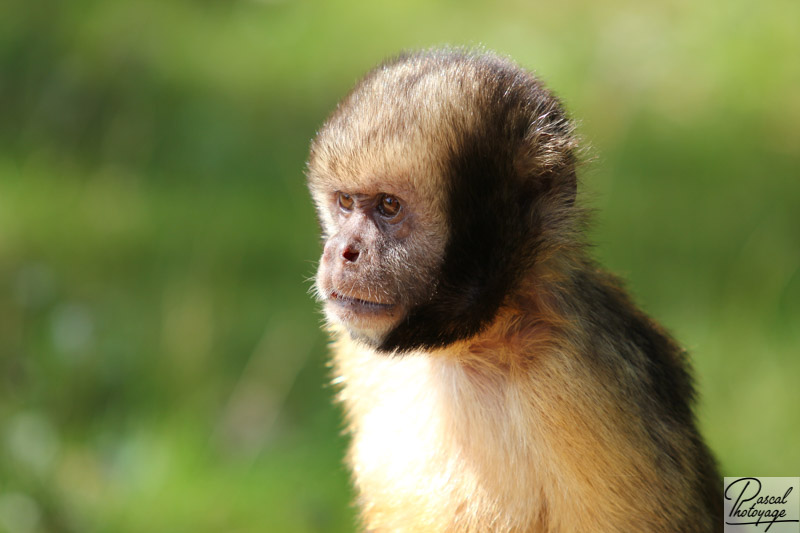 Vallée des singes