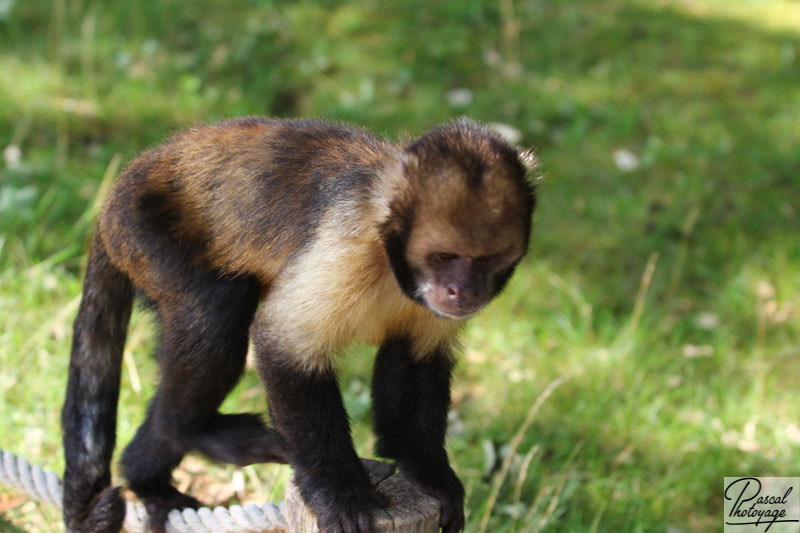 Vallée des singes