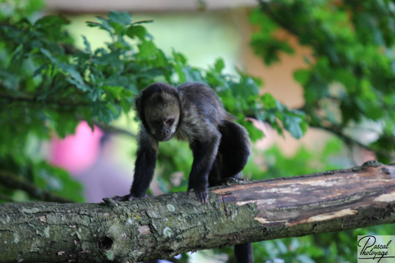 Vallée des singes