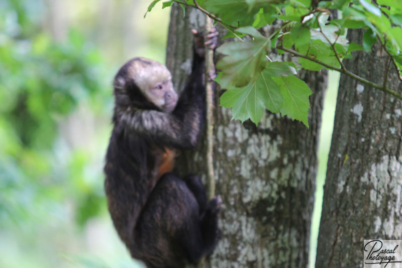 Vallée des singes