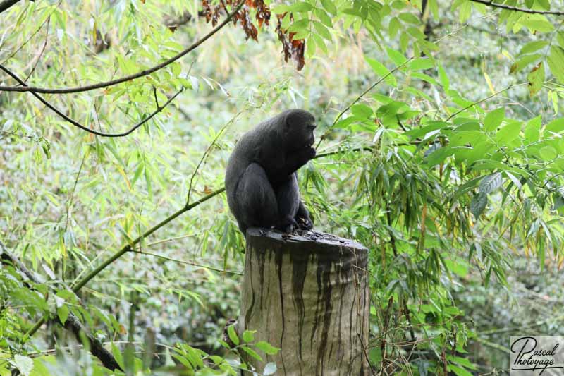 BioParc de Doué La Fontaine