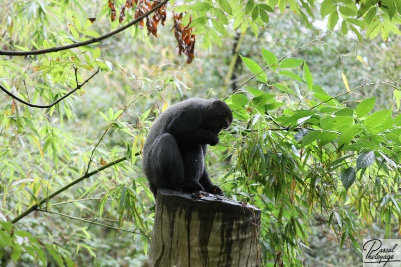 BioParc de Doué La Fontaine